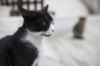 Selective Focus Photography of Tuxedo Cat