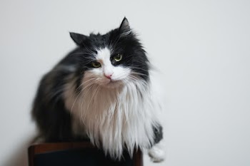 Selective Focus Photography of Tuxedo Cat