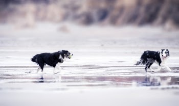 Selective Focus Photography of Two Black-and-white Border Collies Runs in Body of Water