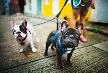 selective focus photography of two black and white French bulldogs