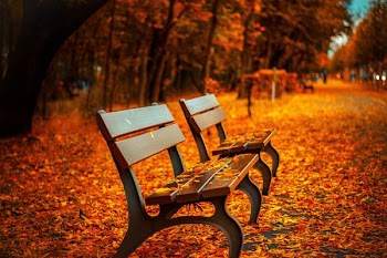 selective focus photography of two brown wooden benches