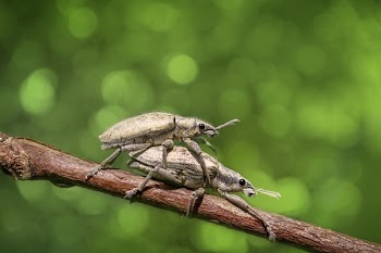 Selective Focus Photography of Two Mating Weevils on Brown Wooden Stick