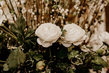 Selective Focus Photography of Two White Petaled Flowers