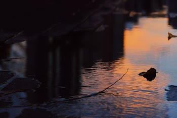 Selective Focus Photography of Water