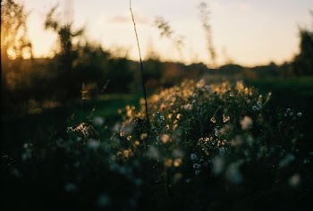 selective focus photography of water dew