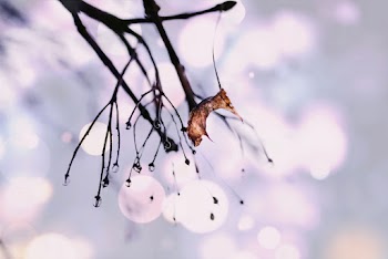 Selective Focus Photography of Water Dew on Twigs