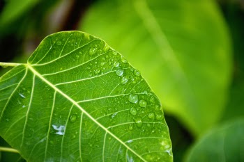 Selective Focus Photography of Water Drop on Green Leaf