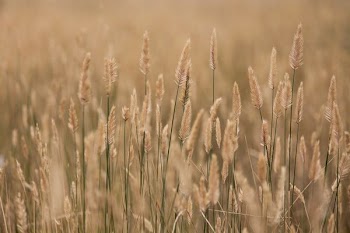 selective focus photography of wheat field