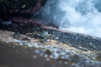 Selective Focus Photography of Wheelbug on Ground
