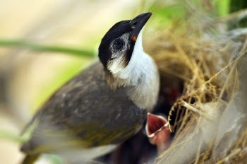 Selective Focus Photography of White and Brown Bird Perching on Nest