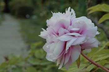 Selective Focus Photography of White and Pink Peony Flower