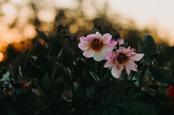 Selective Focus Photography of White-and-pink Petaled Flowers