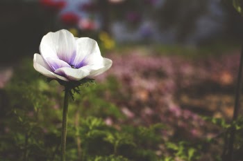 Selective Focus Photography of White and Purple Poppy Flower