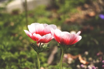 Selective Focus Photography of White and Red Anemone Flower