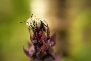 Selective Focus Photography of White Bee Perching on Purple Flower