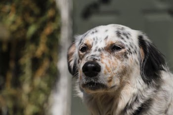 selective focus photography of white, brown, and black dog at daytime