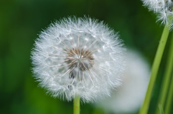 Selective Focus Photography of White Dandelion
