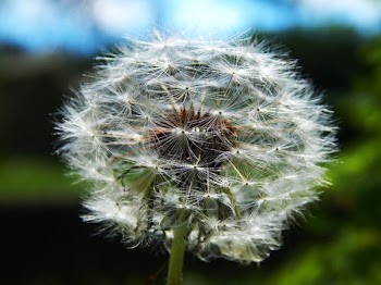 Selective Focus Photography of White Dandelion Flower