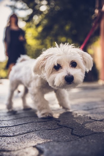 Selective Focus Photography of White Dog Walking Outdoors