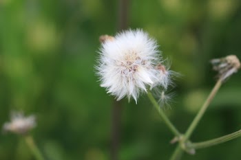 Selective Focus Photography of White Flower