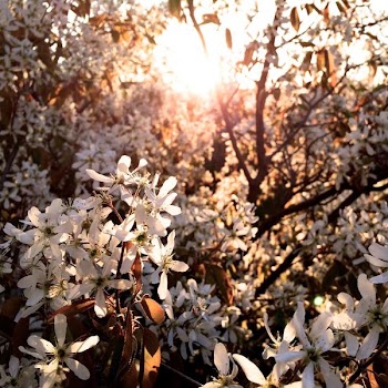 Selective Focus Photography of White Flowering Tree