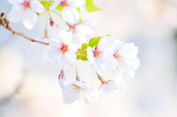selective focus photography of white flowering tree
