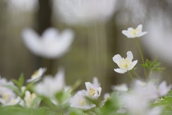 Selective Focus Photography of White Flowers