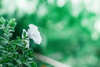 Selective Focus Photography of White Flowers