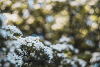 Selective Focus Photography of White Flowers