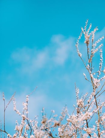 selective focus photography of white flowers