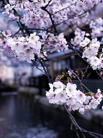 Selective Focus Photography of White Flowers