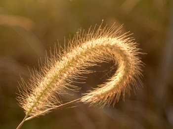 Selective Focus Photography of White Fountain Grass