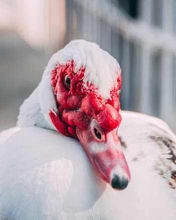 selective focus photography of white goose