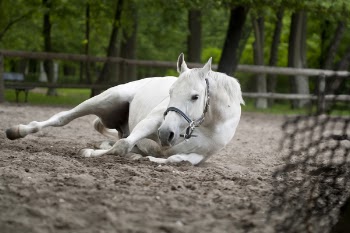Selective Focus Photography of White Horse Laying on Ground