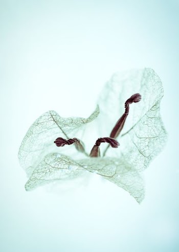 selective focus photography of white leaf
