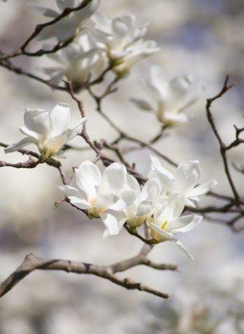 Selective Focus Photography of White Magnolia Flowers