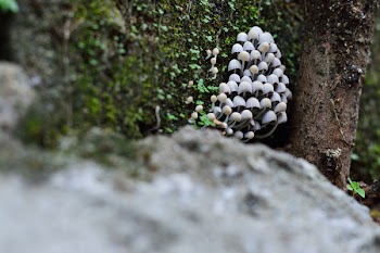 Selective Focus Photography of White Mushrooms