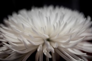 Selective Focus Photography of White Petaled Flower