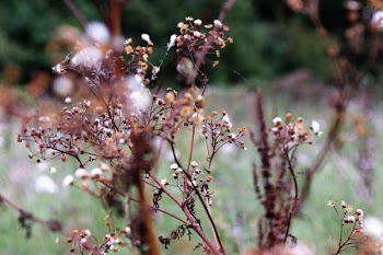 Selective-focus Photography of White Petaled Flower