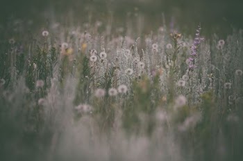 selective focus photography of white petaled flower