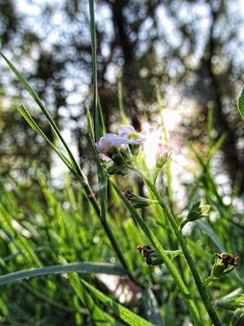 Selective Focus Photography of White Petaled Flower