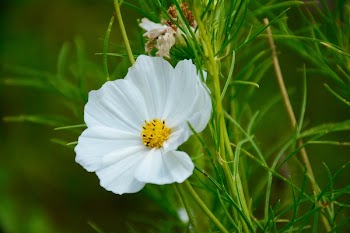 Selective Focus Photography of White Petaled Flowering Plant