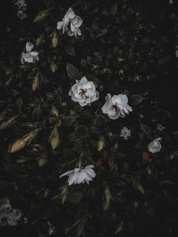 Selective Focus Photography of White Petaled Flowers