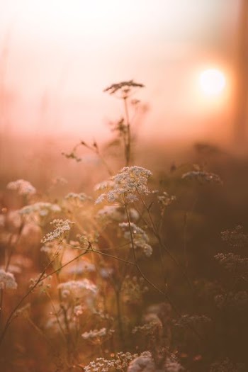 selective focus photography of white petaled flowers
