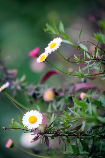 Selective Focus Photography of White Petaled Flowers