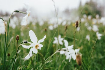 Selective Focus Photography of White-petaled Flowers