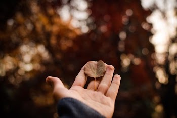 selective focus photography of withered leaf on person's palm