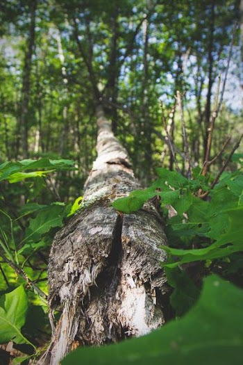 selective focus photography of wood log
