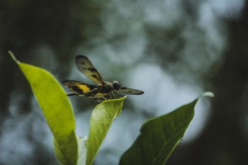 Selective Focus Photography of Yellow and Black Skimmer Perched on Green Leaf