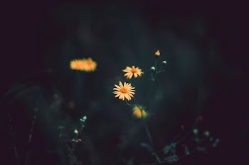 selective focus photography of yellow aster flower